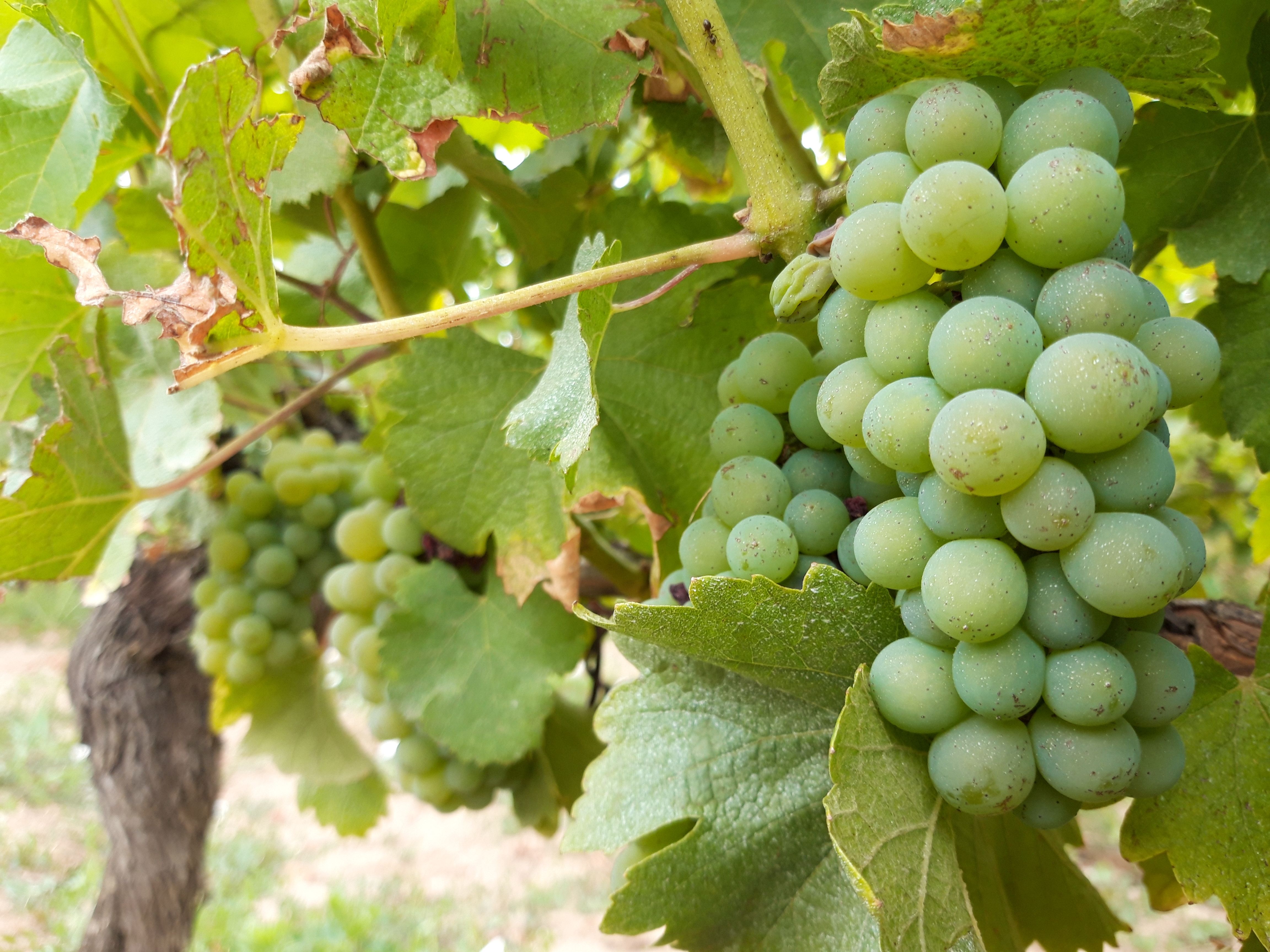 Les cépages du Sauternais, le Sauvignon Blanc :  