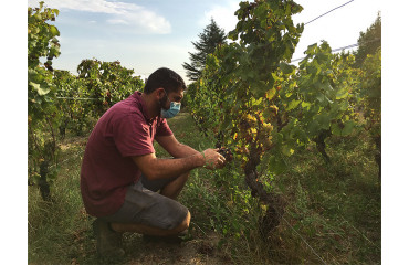 Les vendanges 2020 ont débuté !