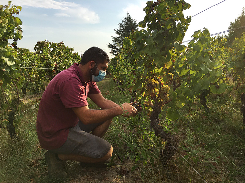 Les vendanges 2020 ont débuté !